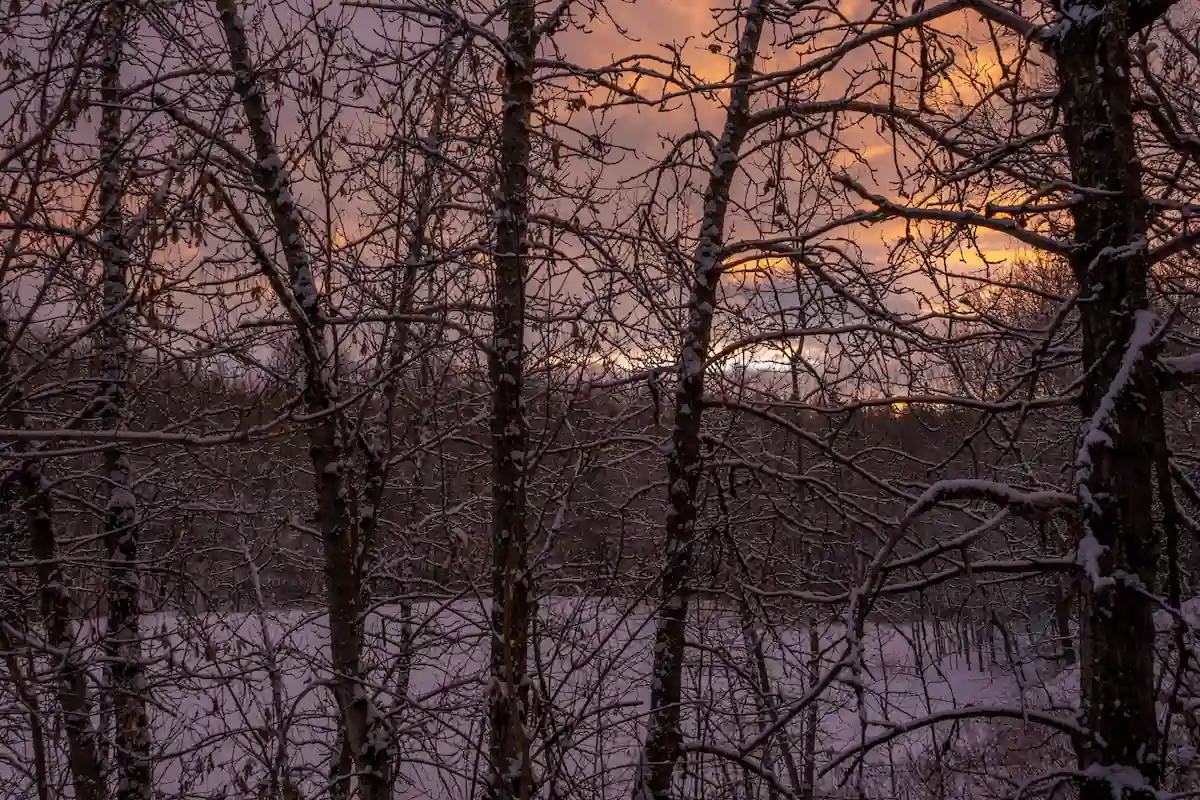View of trees and sun rise in Mill Creek Ravine